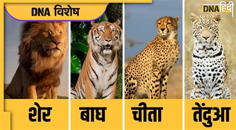 cheetah bagh